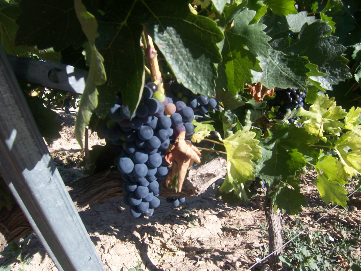 101_4306.jpg BODEGAS ALTOGRANDE