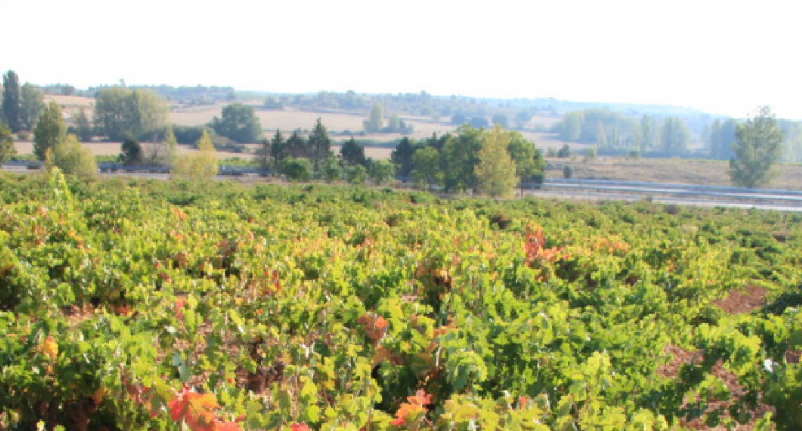 cropped-img_0291-1024x332.jpg BODEGAS VINUM VITAE