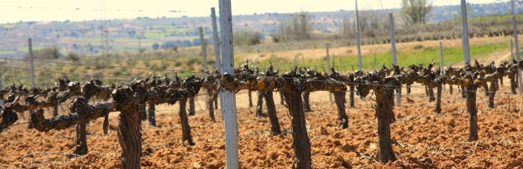 cropped-img_0633-1024x332.jpg BODEGAS VINUM VITAE