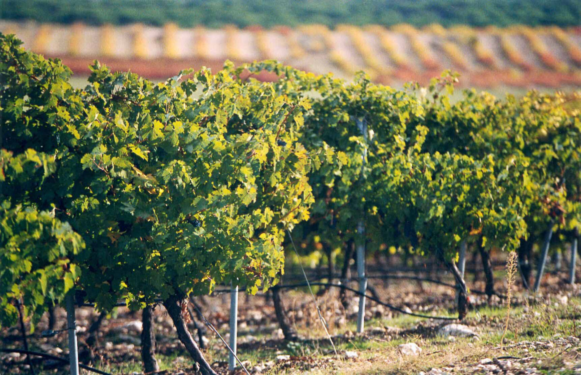 finca_vina_mayor_grande_0.jpg Viñedo Bodegas Viña Mayor, D.O. Ribera del Duero