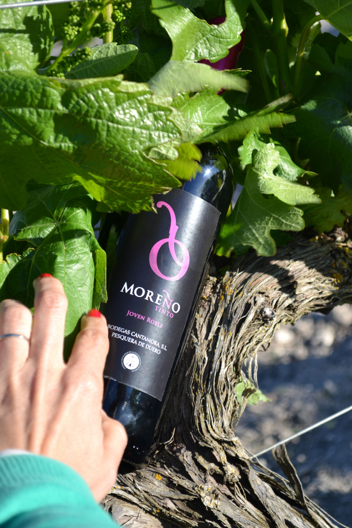 foto-consejo4.jpg BODEGAS CANTAMORA