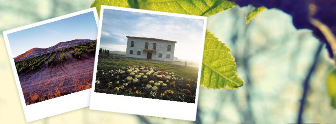 portada1300.jpeg BODEGAS PEÑAFIEL