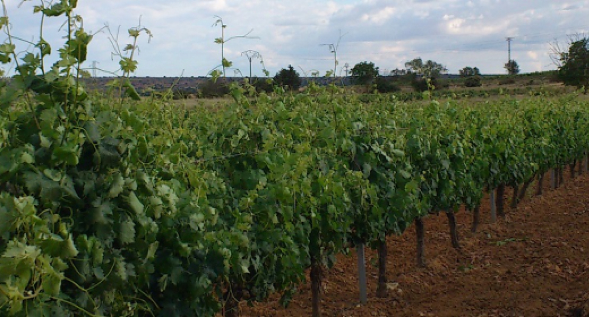 vinas_0.jpg BODEGAS VINUM VITAE