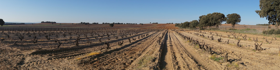 Ébano Viñedos y Bodegas - Viñedo