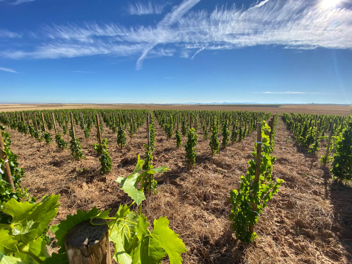 IMG_1048.jpg Viñedo