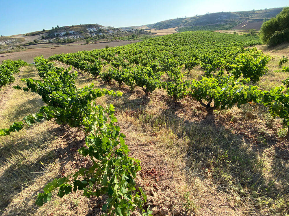 IMG_1191.jpg Viñedo