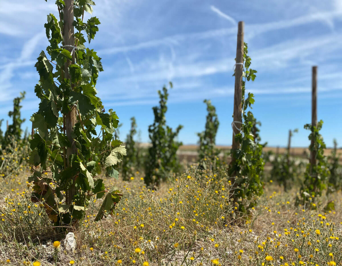 IMG_1253.jpg Viñedo