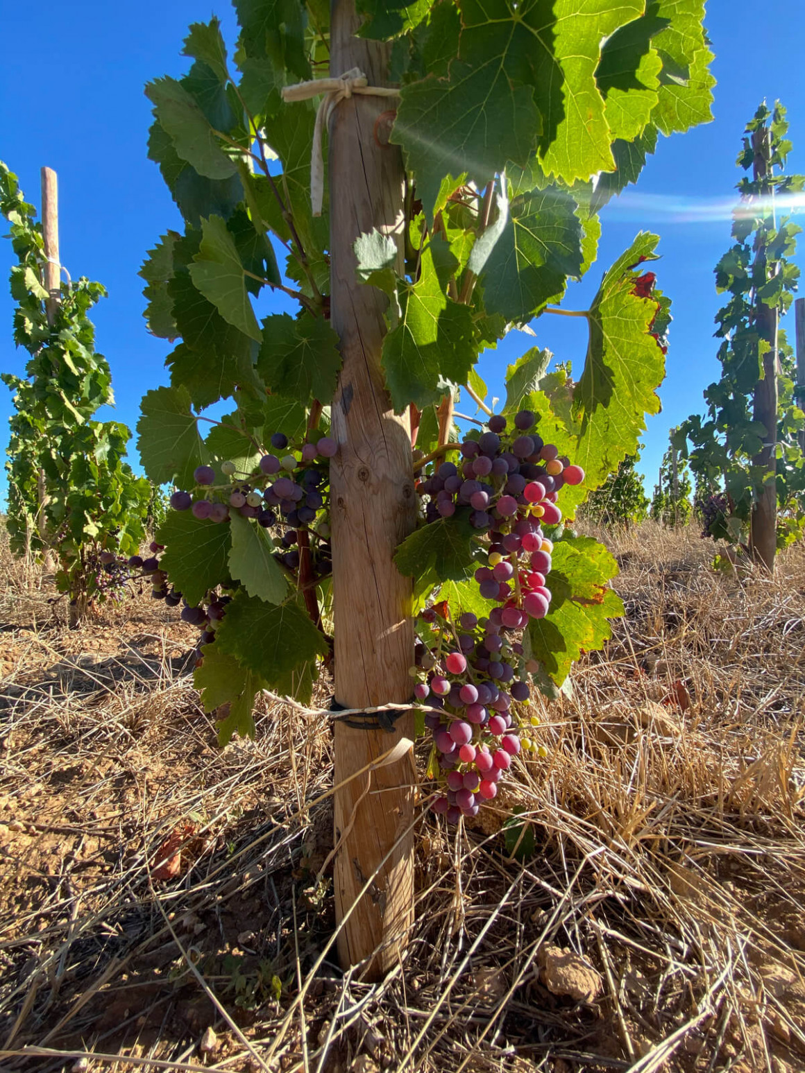 IMG_1598.jpg Viñedo