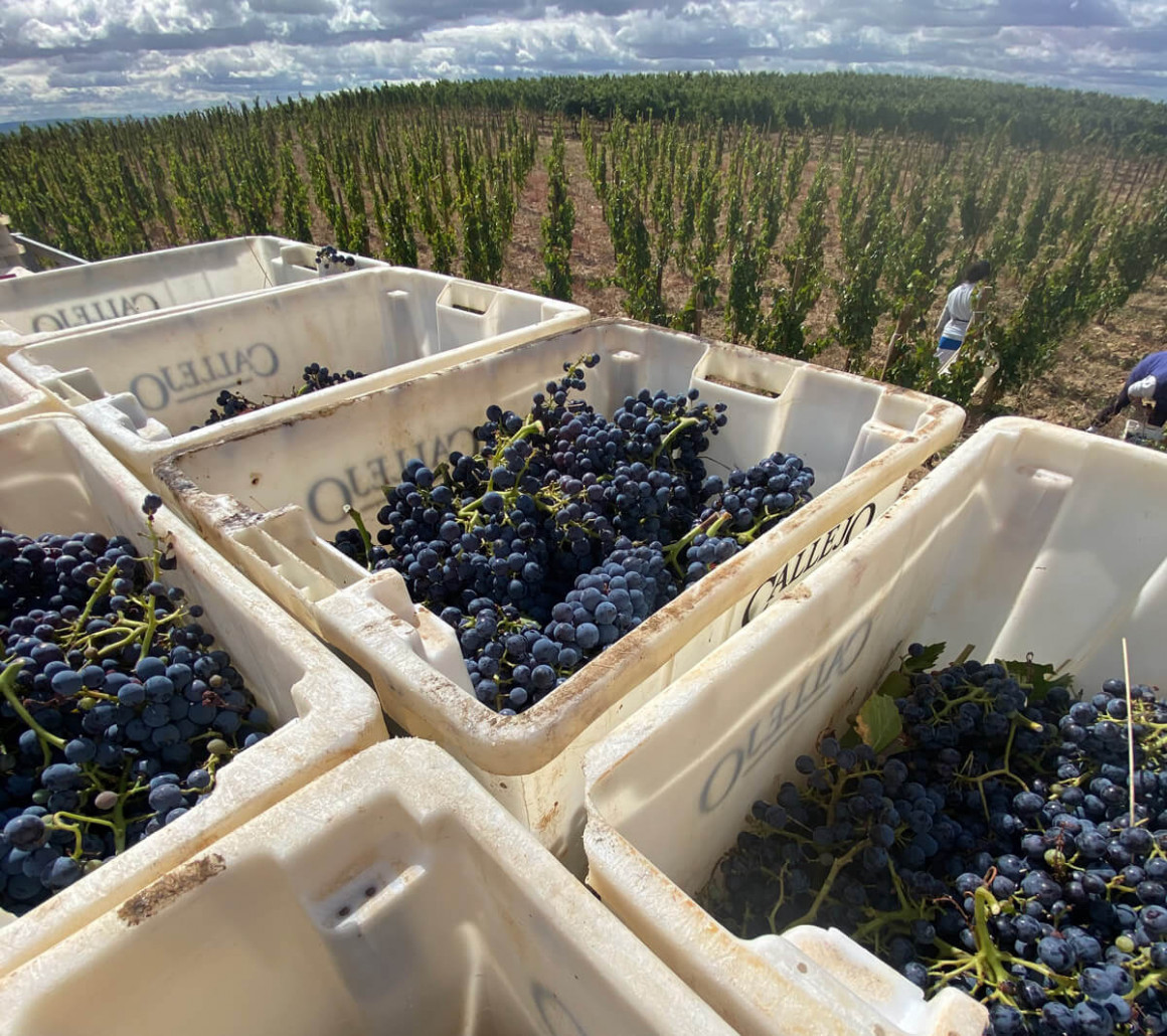 IMG_2024.jpg Cosecha