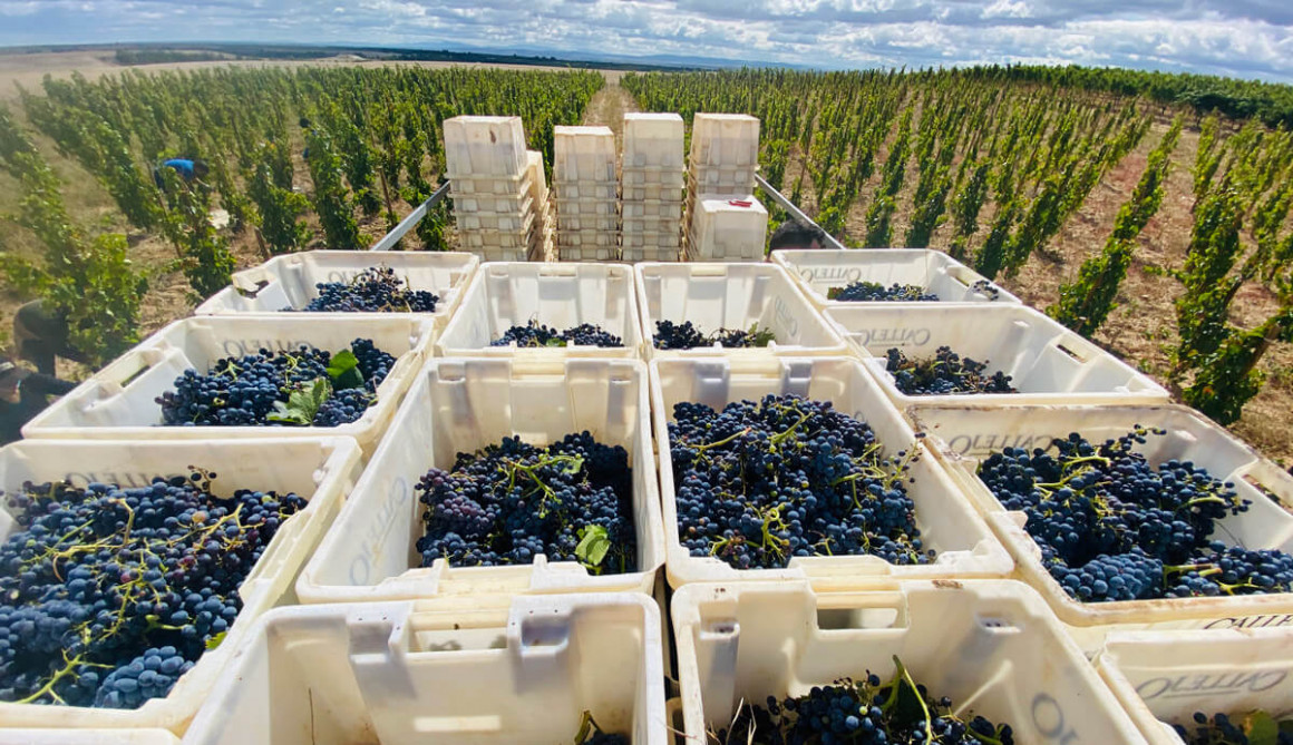 IMG_2025_0.jpg Cosecha