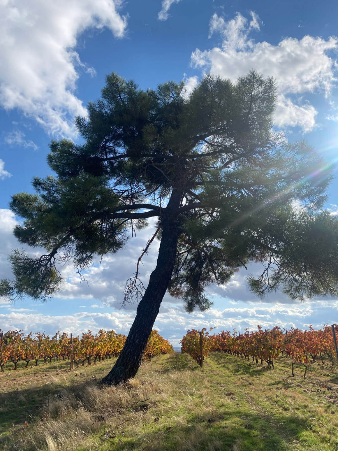 IMG_2425.jpg Viñedo