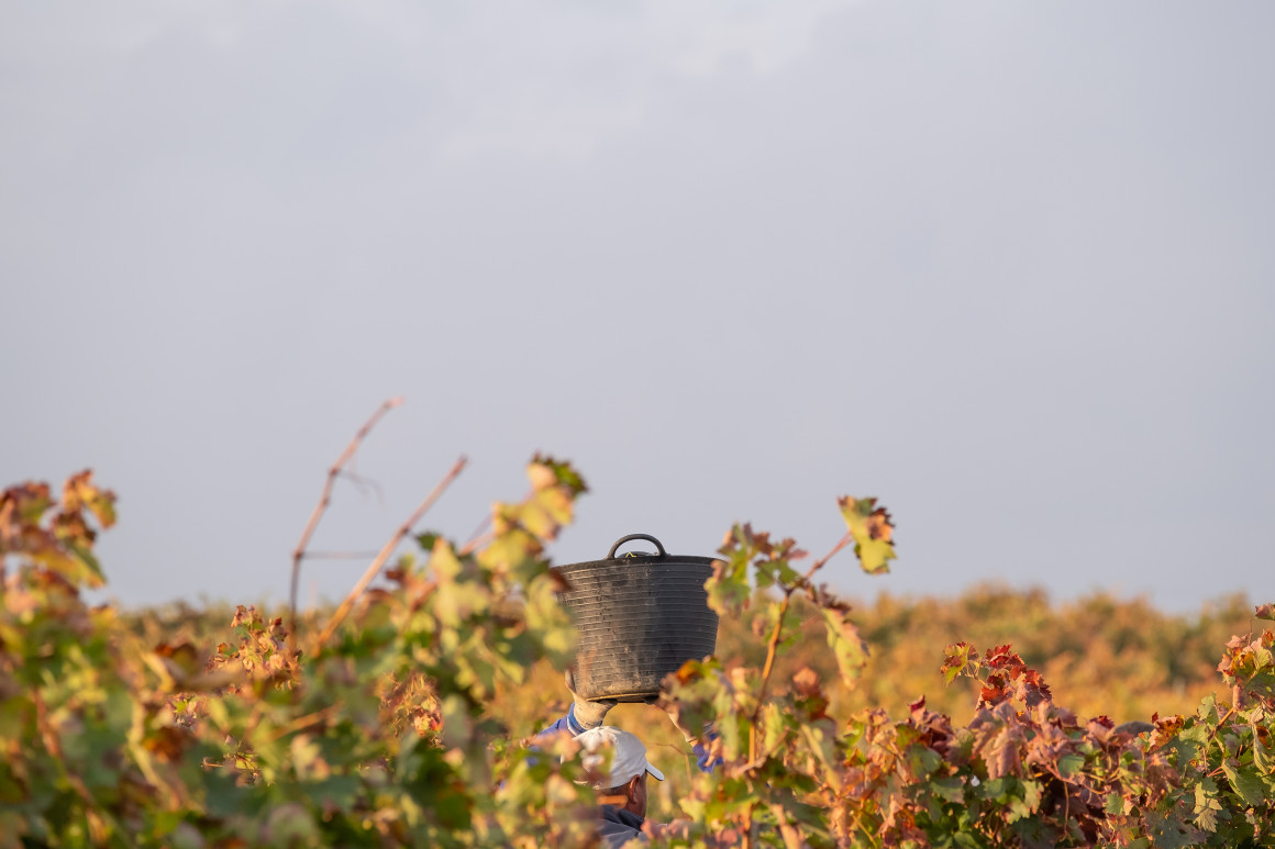 Pagos de Anguix - Vendimia.jpg Vendimia en Pagos de Anguix