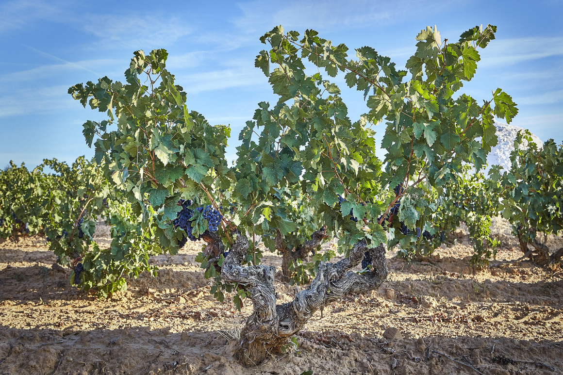 Viñedos tradicionales en vaso