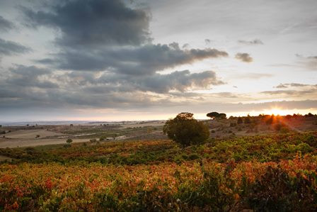 VIÑEDO VM RIBERA DEL DUERO_0.jpg Viñedo Bodegas Viña Mayor, D.O. Ribera del Duero