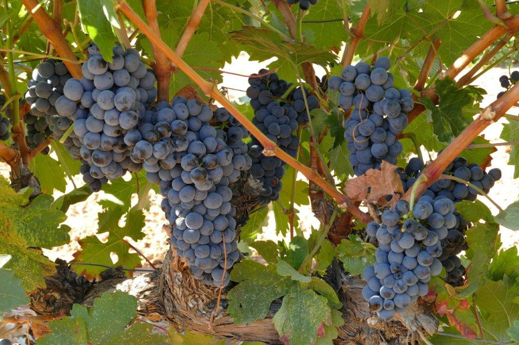 UVAS 