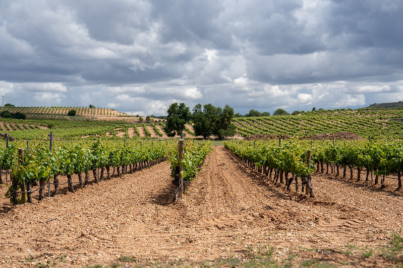 vinedo