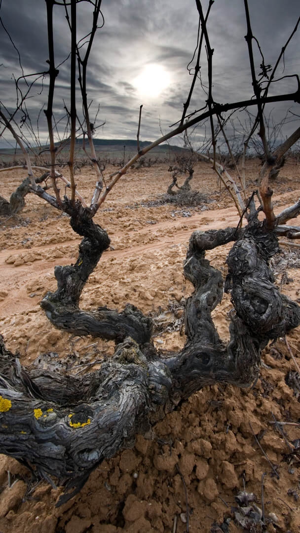 Viñedo Ribera del Duero