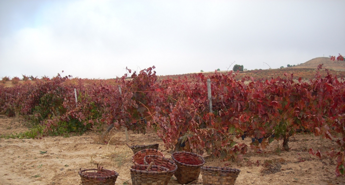 BODEGAS FUENTENARRO