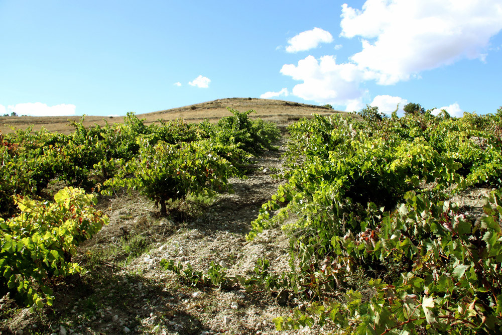 BODEGAS BAJO DURATÓN