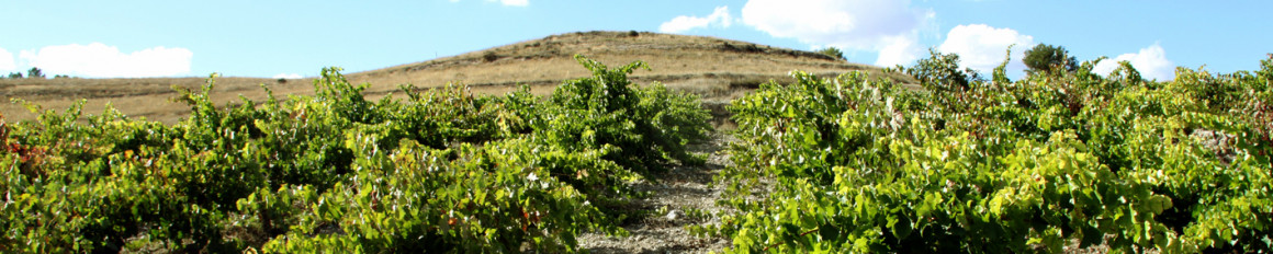 BODEGAS BAJO DURATÓN