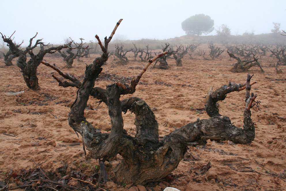 BODEGAS BAJO DURATÓN