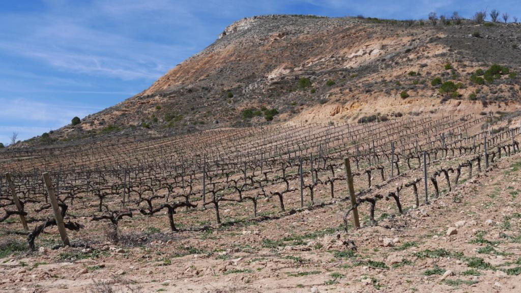 BODEGA MILENICO