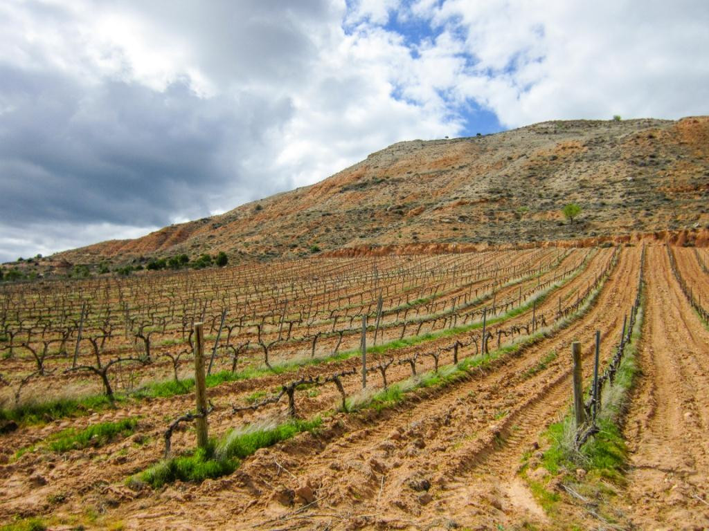 BODEGA MILENICO