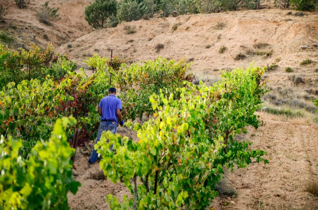 BODEGA MILENICO