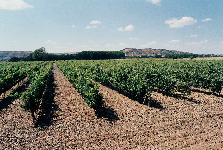 BODEGAS Y VIÑEDOS MONTEABELLÓN