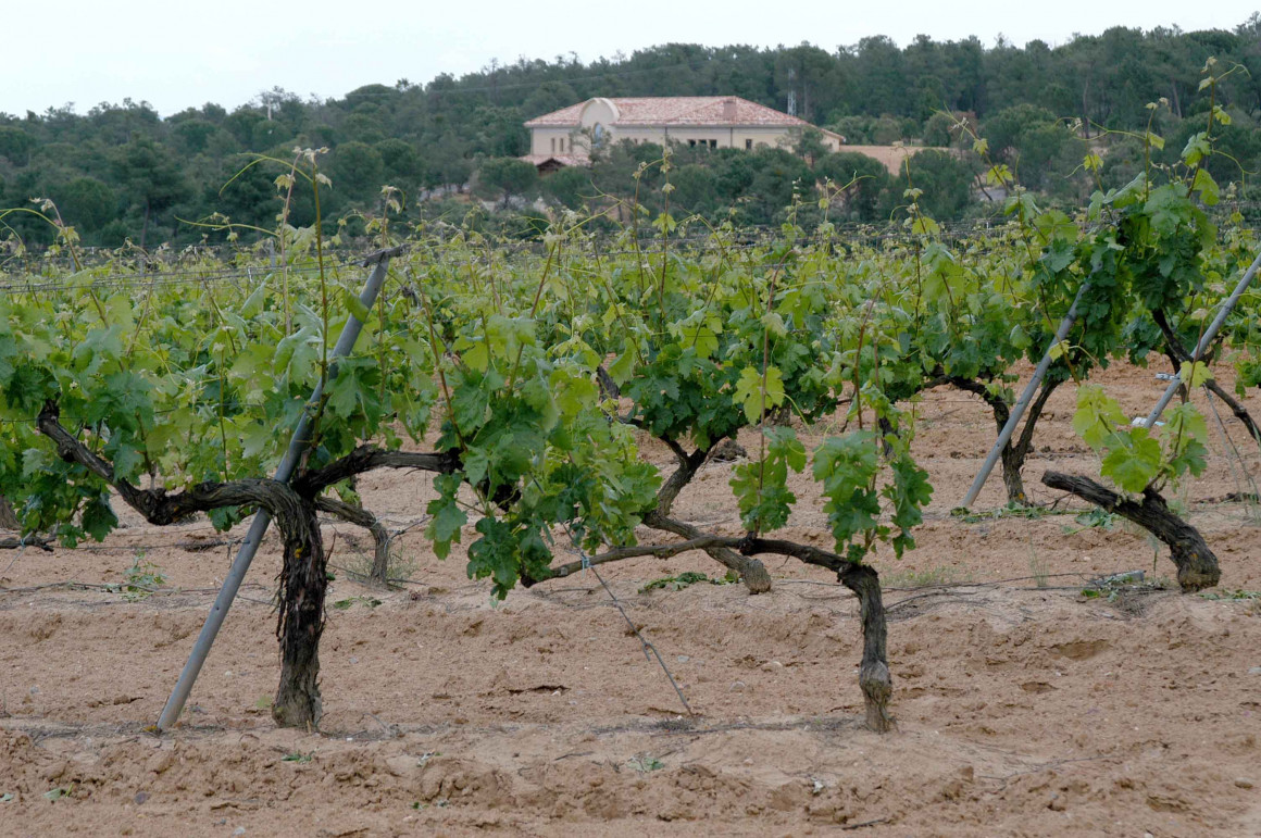 Bodegas UVAGUILERA