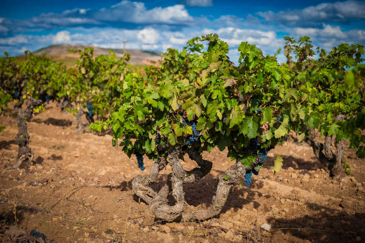 Ribera del Duero cierra una cosecha histórica de 96 millones de kilos, con vinos blancos por primera vez