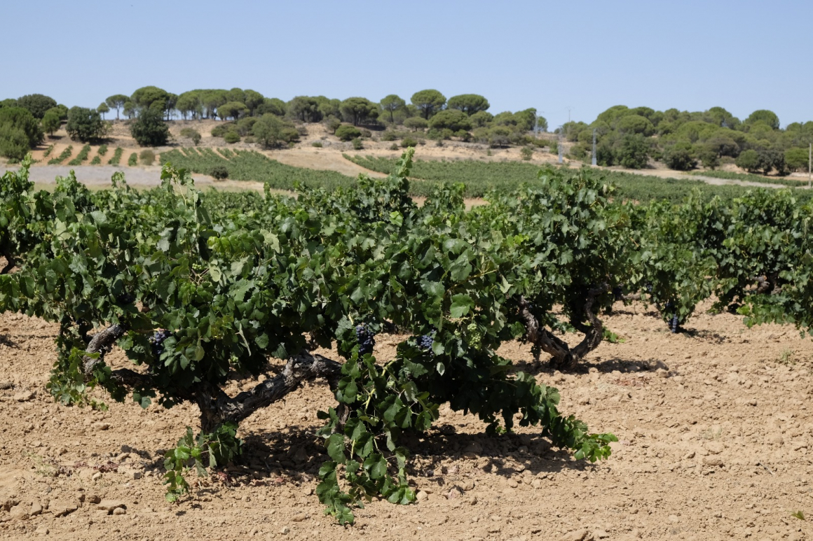 Ribera del Duero organizará la primera calificación online para valorar la añada 2019