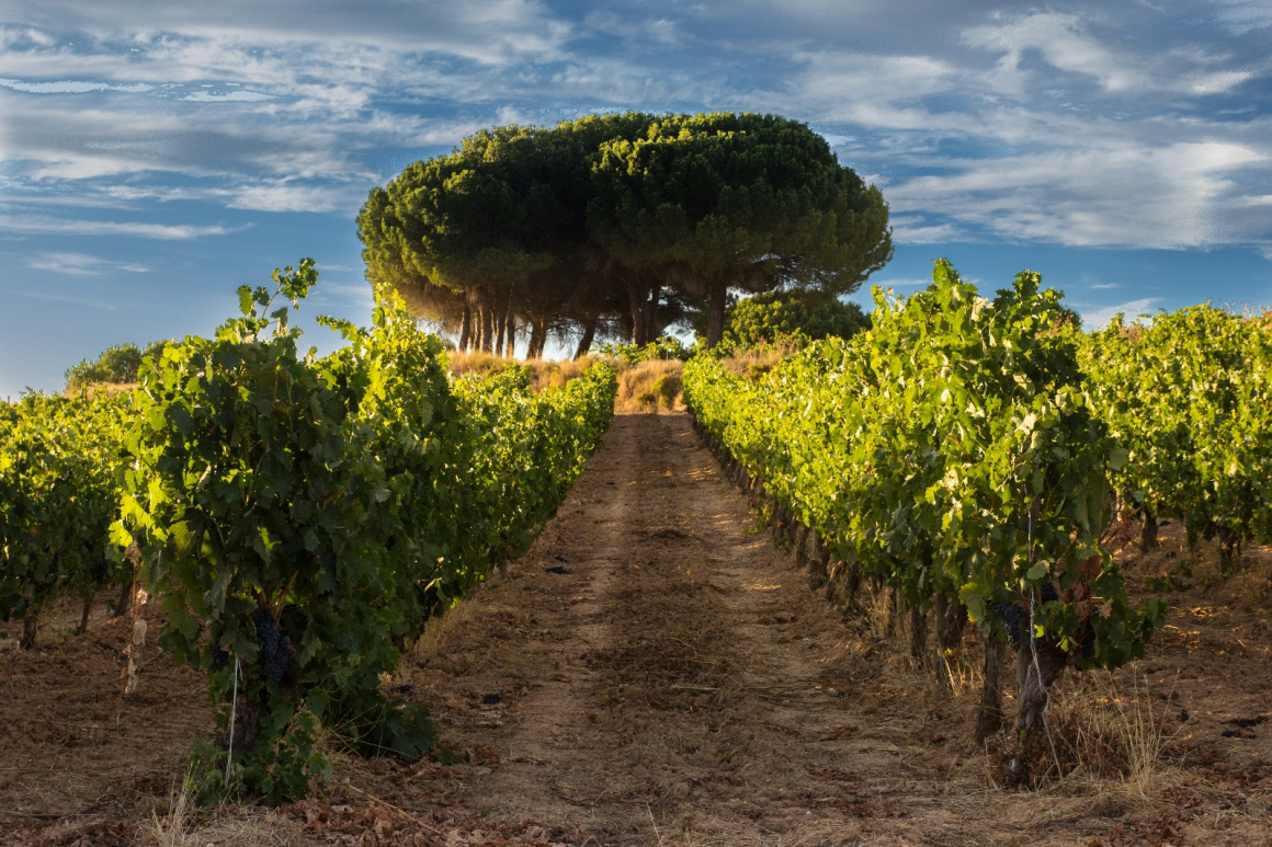 Ribera del Duero establece de forma excepcional un protocolo de prevención de Covid-19 en vendimia