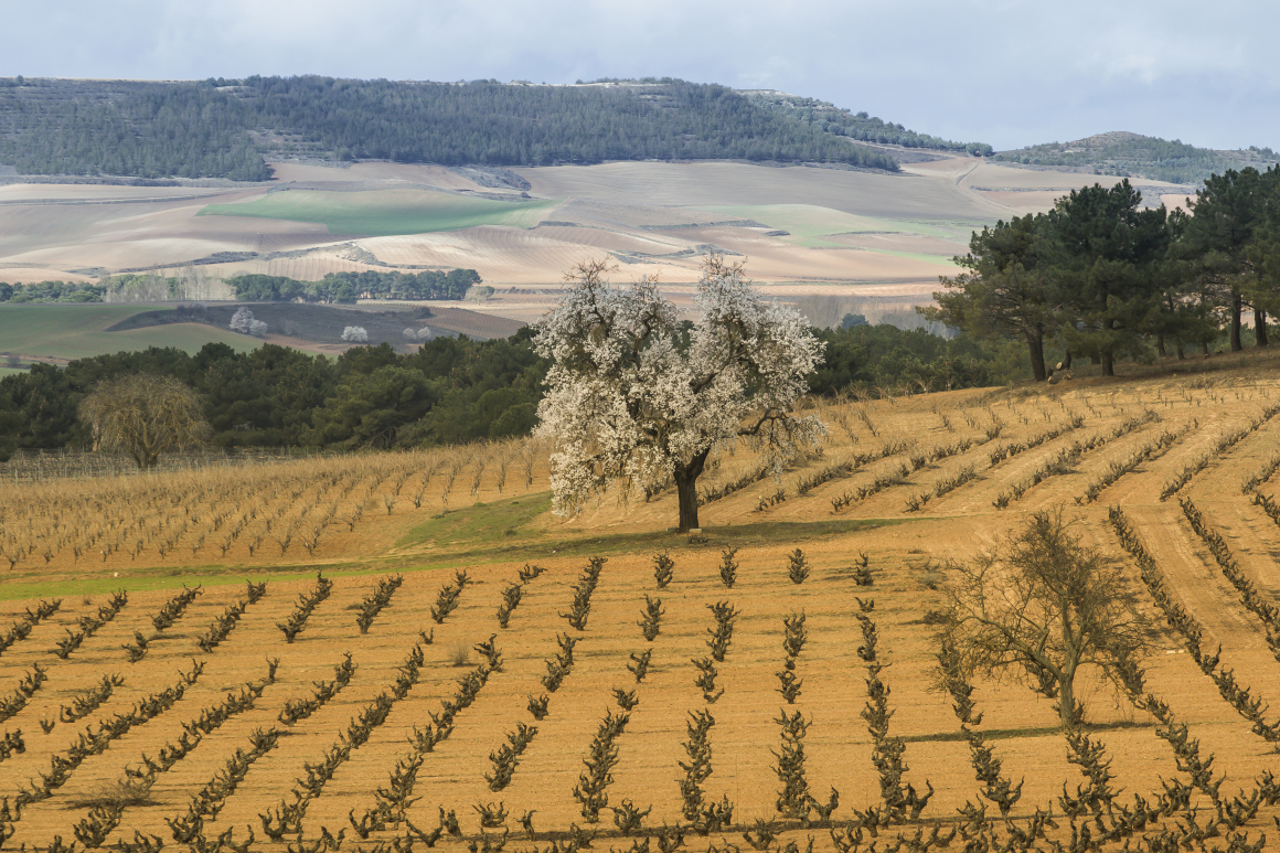 Viñedos de Bodegas LA HORRA