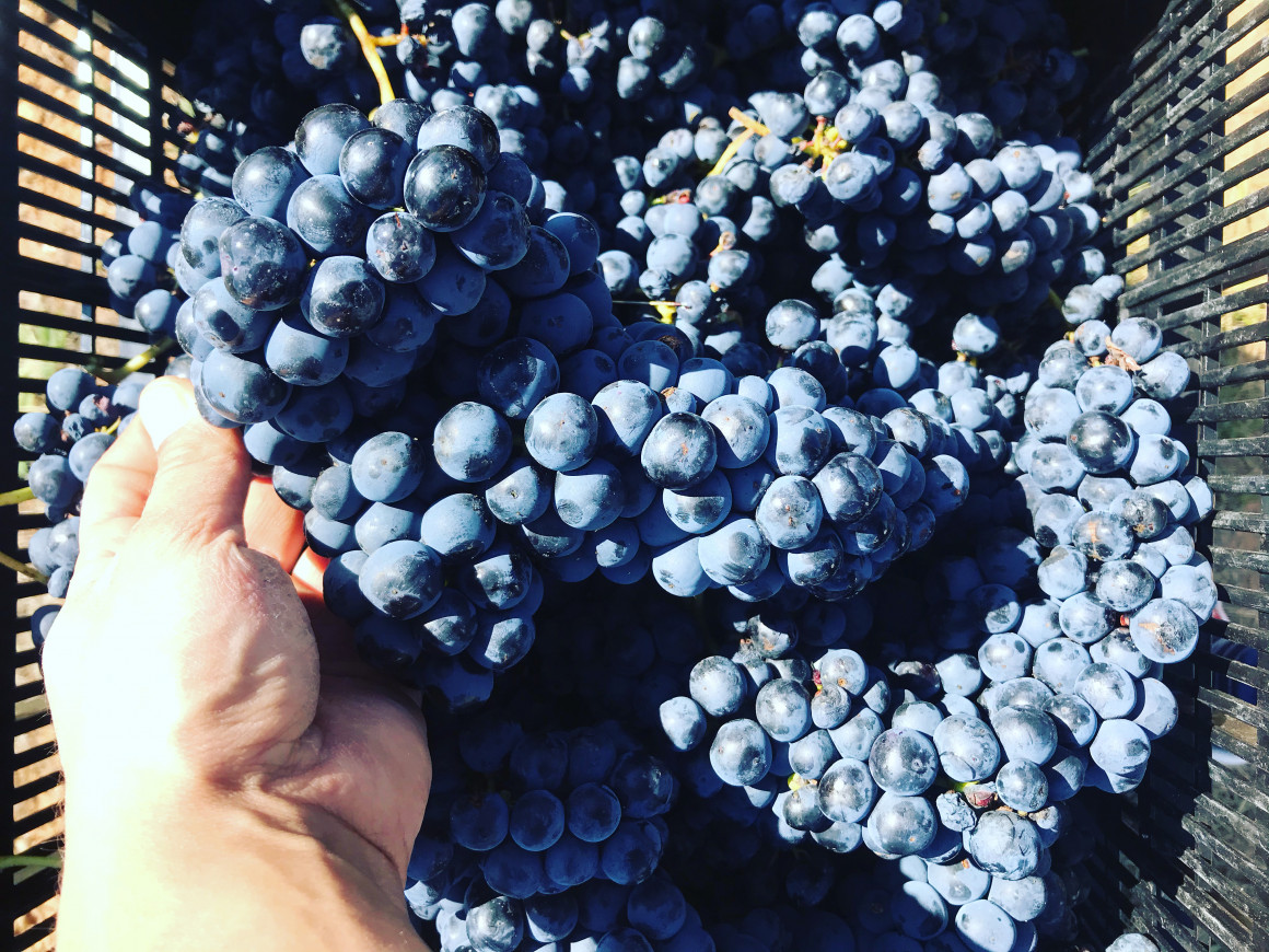 Tempranillo