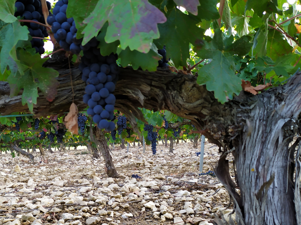 Buen Camino Ribera del Duero