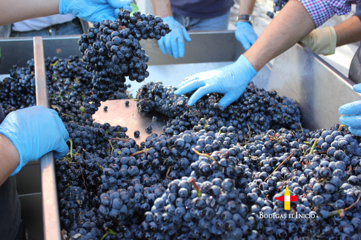 Bodegas el Inicio Ribera del Duero uva tinta tempranillo vendimia mesa de selección