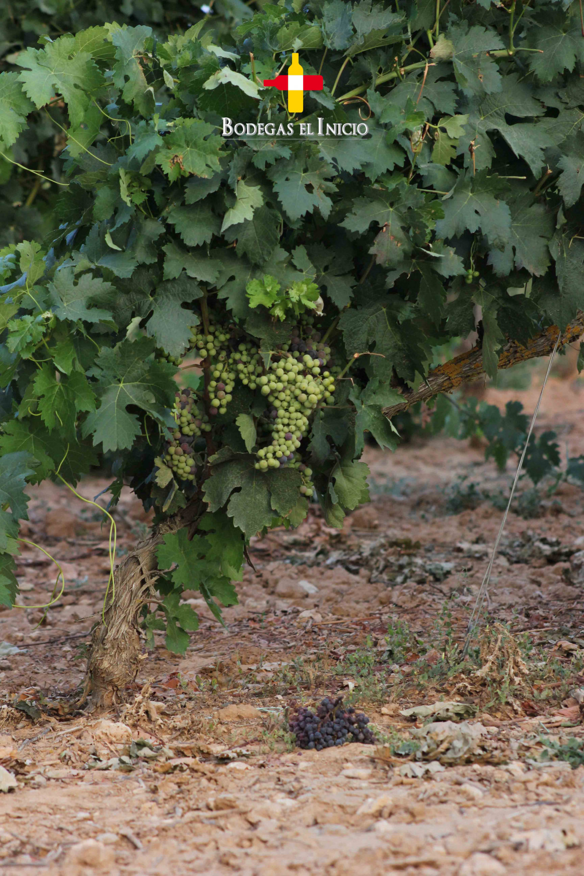 Bodegas el Inicio Ribera del Duero viñedo envero uvas