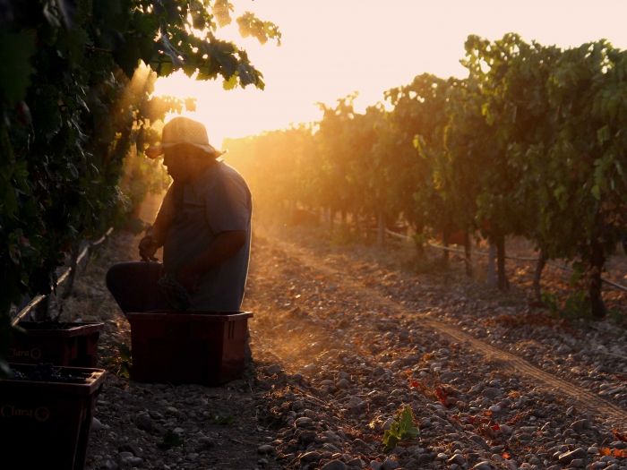 Bodegas VEGACLARA