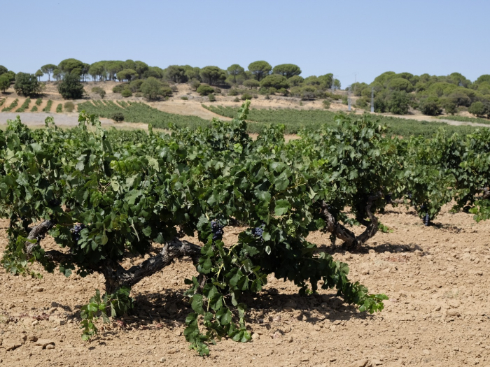 Ribera del Duero organizará la primera calificación online para valorar la añada 2019