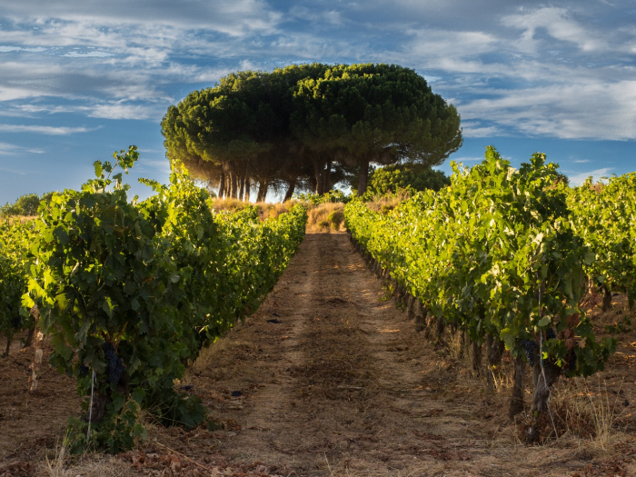 Ribera del Duero establece de forma excepcional un protocolo de prevención de Covid-19 en vendimia