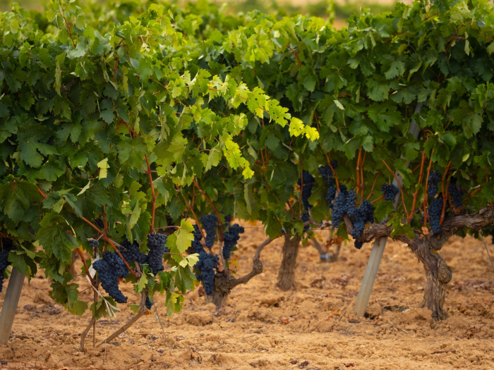 Se agiliza en la Denominación de Origen Ribera del Duero una vendimia marcada por la lluvia