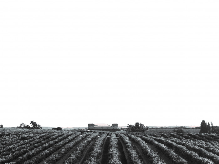 Panorámica bodega Pagos de Anguix