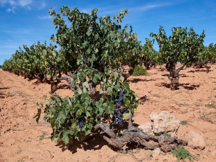 Viñas Bodegas Zifar