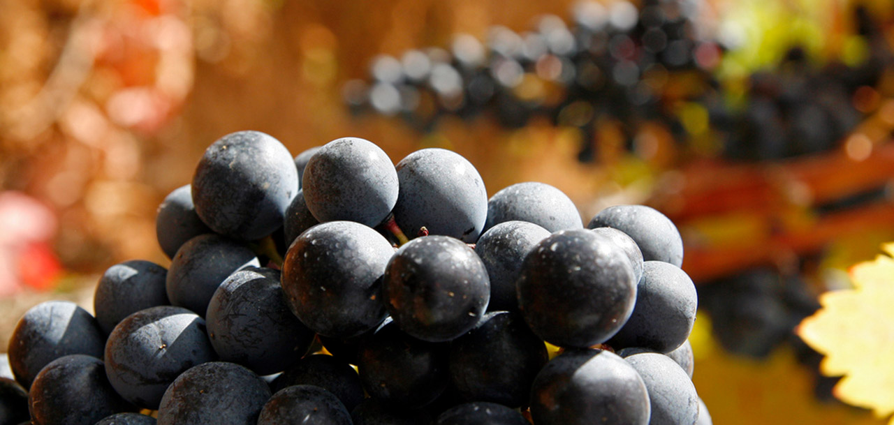Uvas