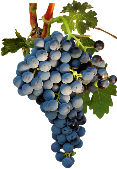 Tempranillo