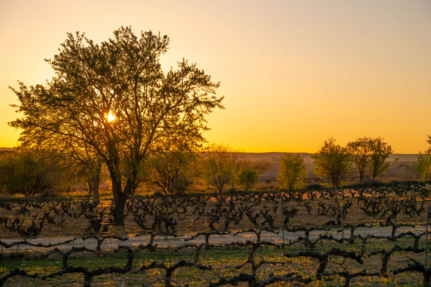 Wines for Springtime Sipping