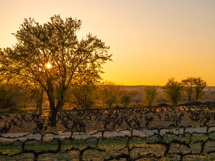 Wines for Springtime Sipping