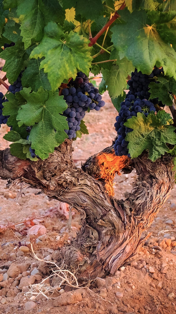 Viñedo Ribera del Duero